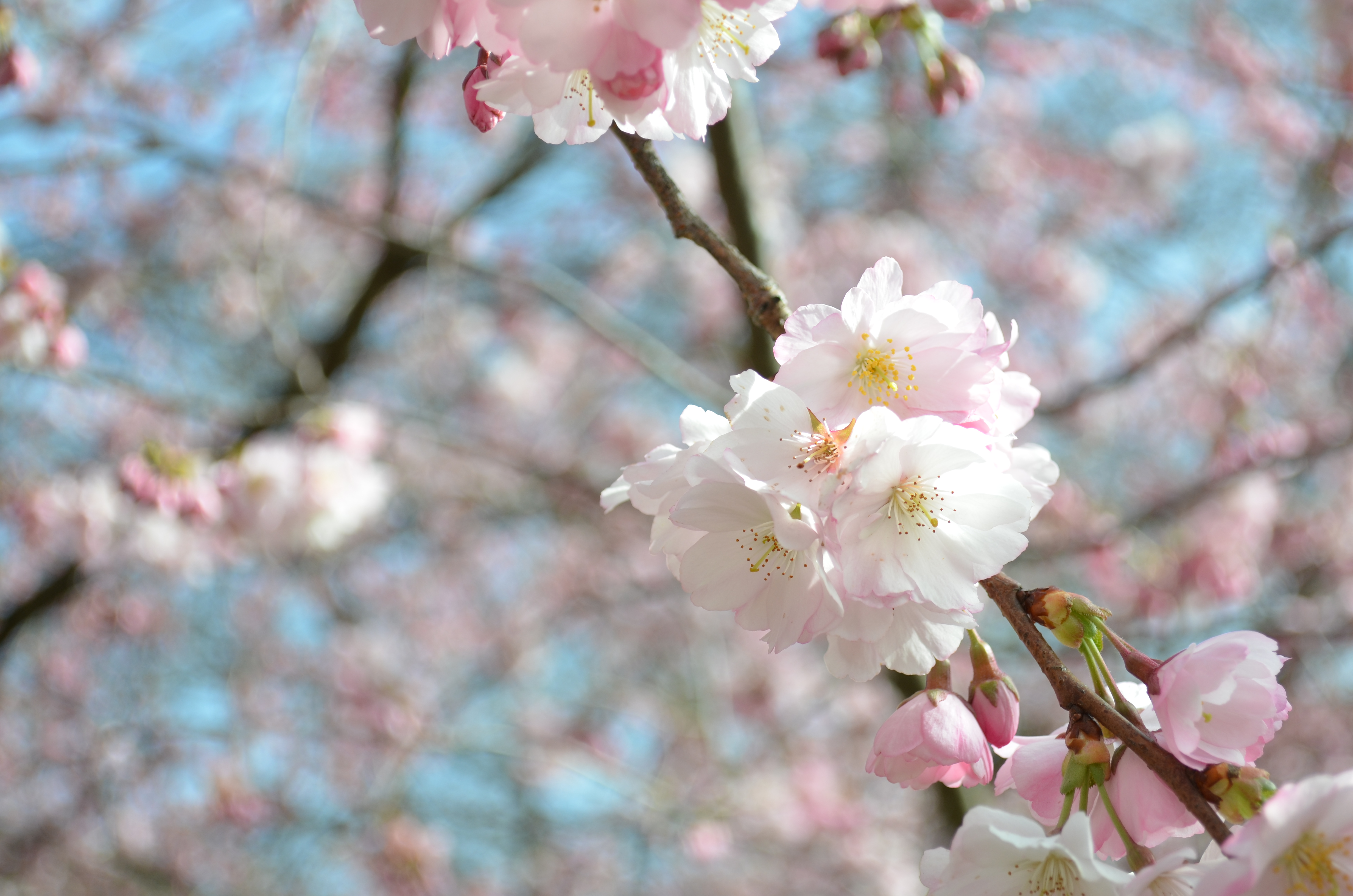 sakura
