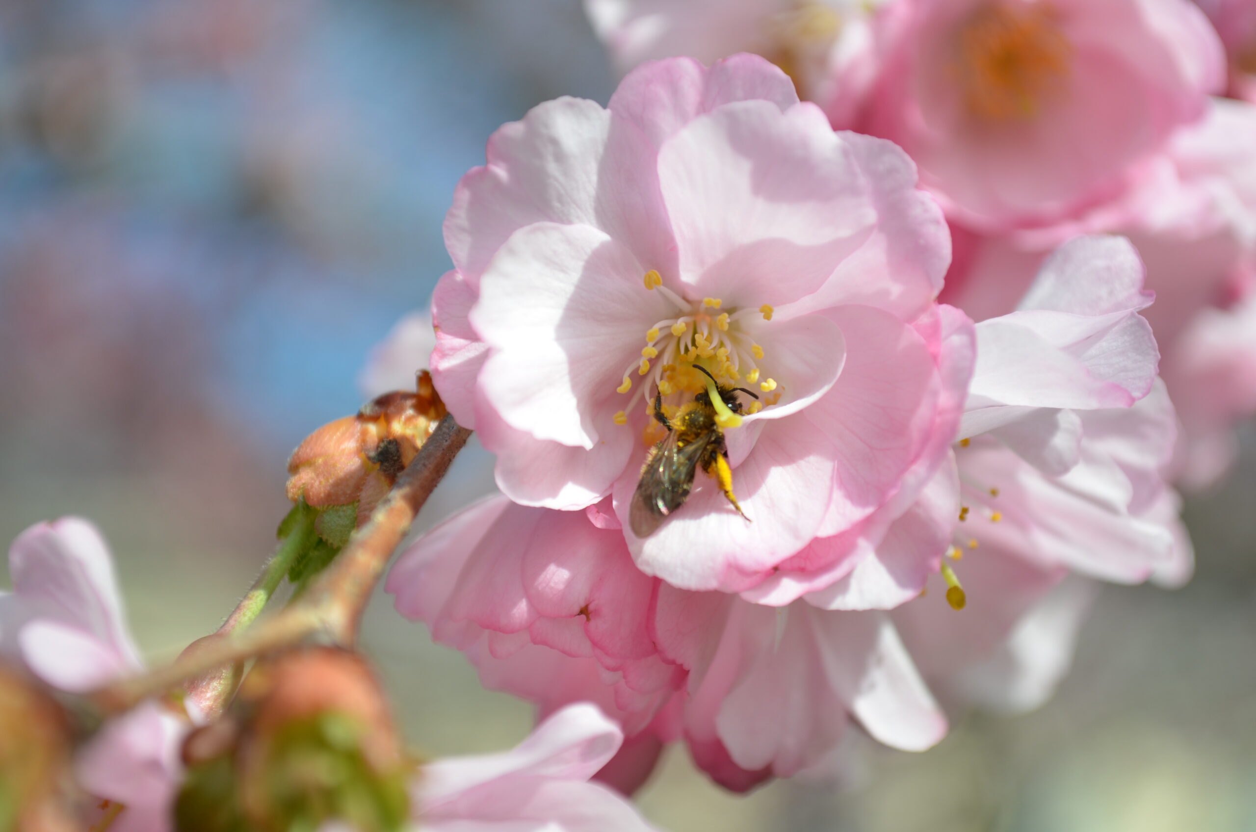 Sakura-bee